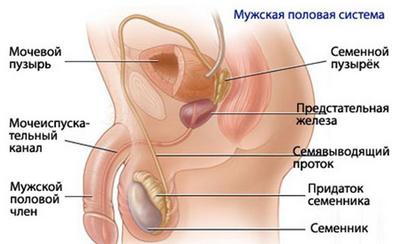 Половые органы